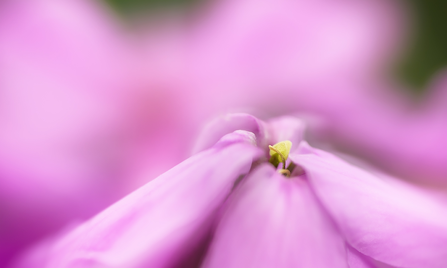 pink rosa träumen ...