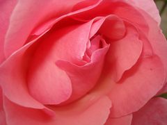 pink rose