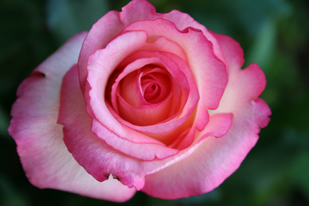 Pink Rose