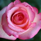 Pink Rose