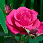 Pink-Rose