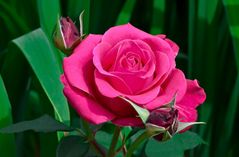 Pink-Rose