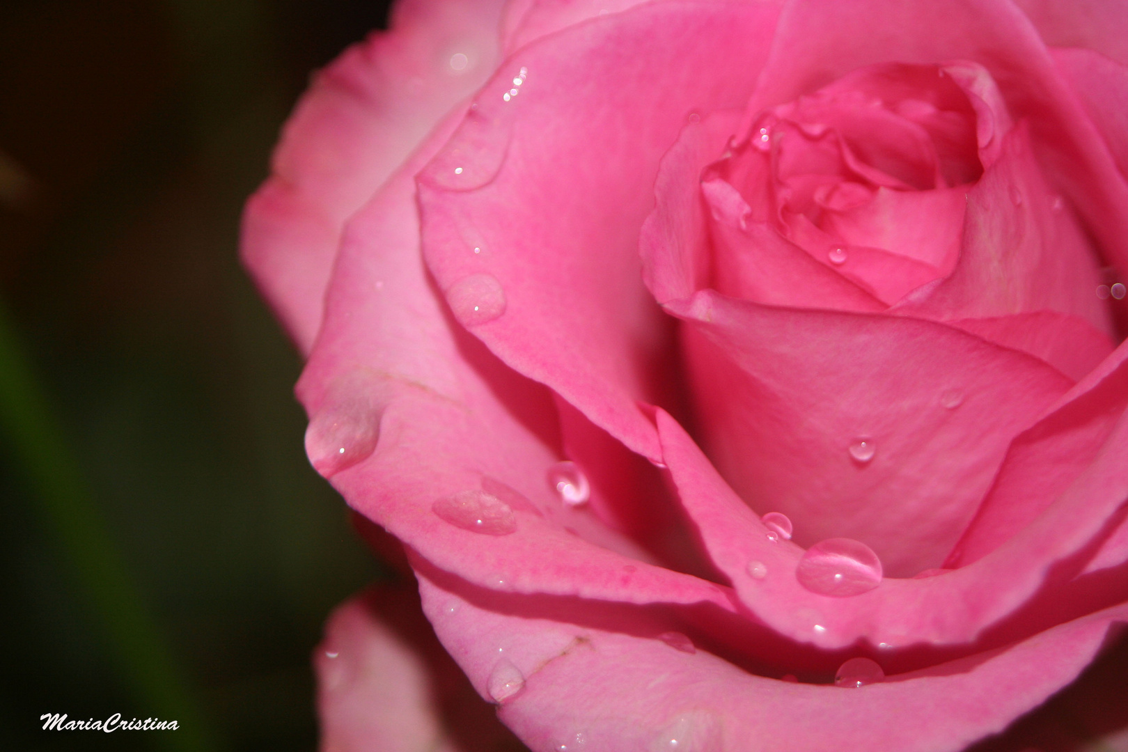 pink Rose 1