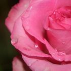 pink Rose 1