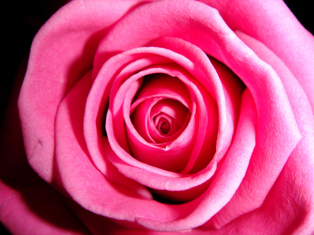 Pink Rose 1