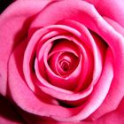 Pink Rose 1