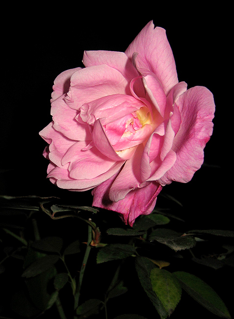 pink rose-1