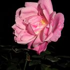 pink rose-1