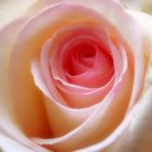 Pink Rose