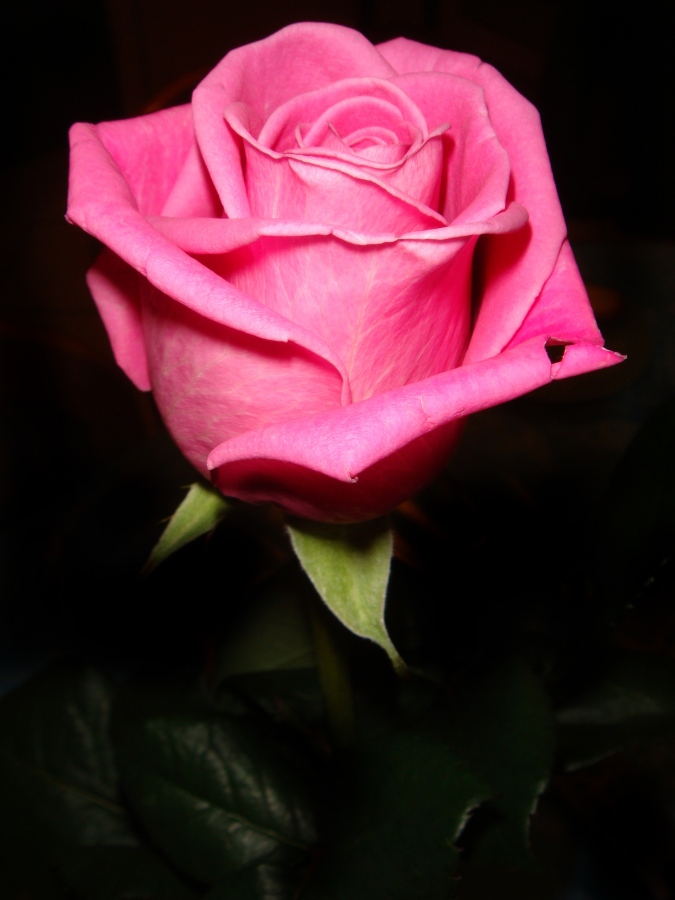 Pink Rose 2