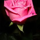 Pink Rose 2