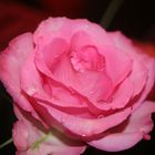 pink Rose 2