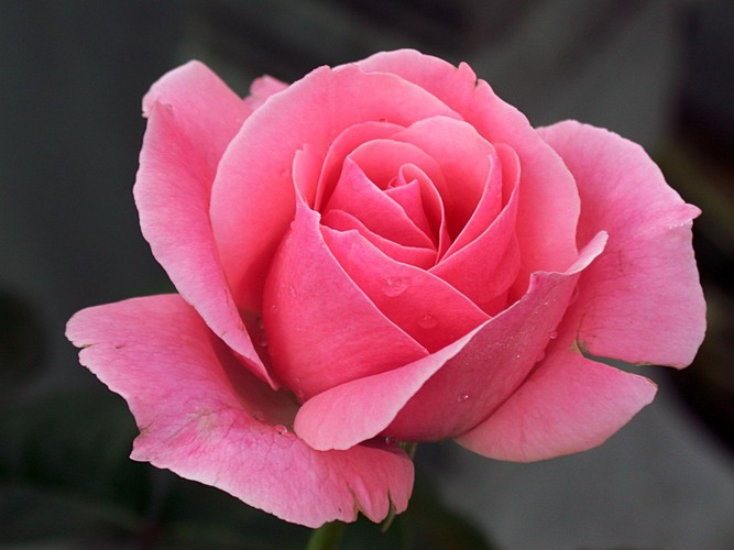 pink rose