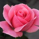 pink rose