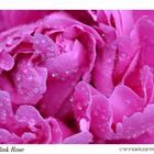 Pink Rose