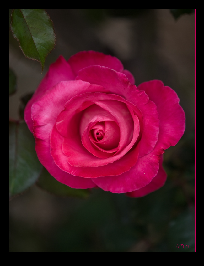 Pink Rose