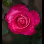 Pink Rose