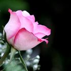 pink rose