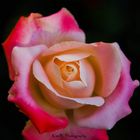 Pink rose