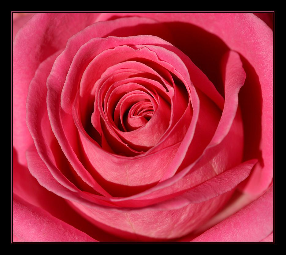 Pink rose... #4