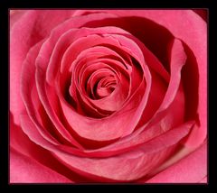 Pink rose... #4