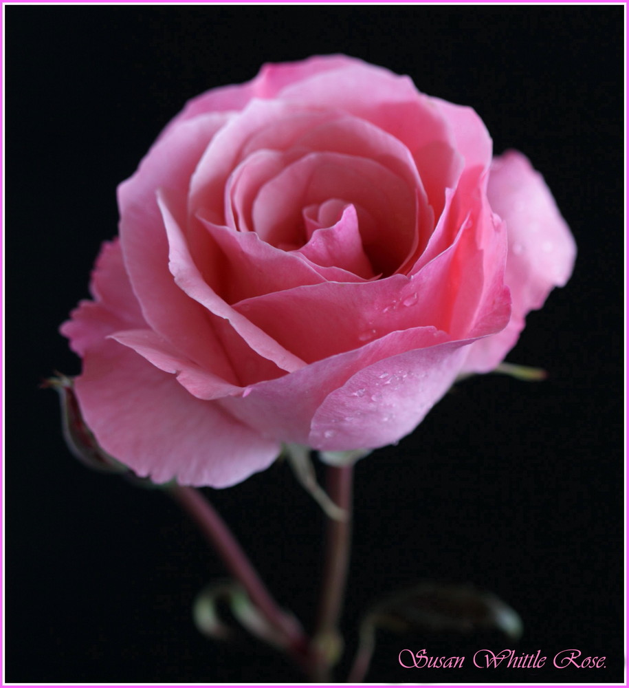 Pink Rose