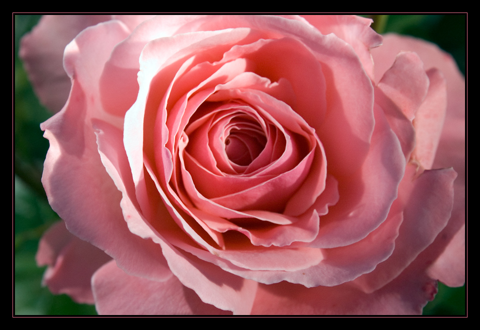 Pink Rose