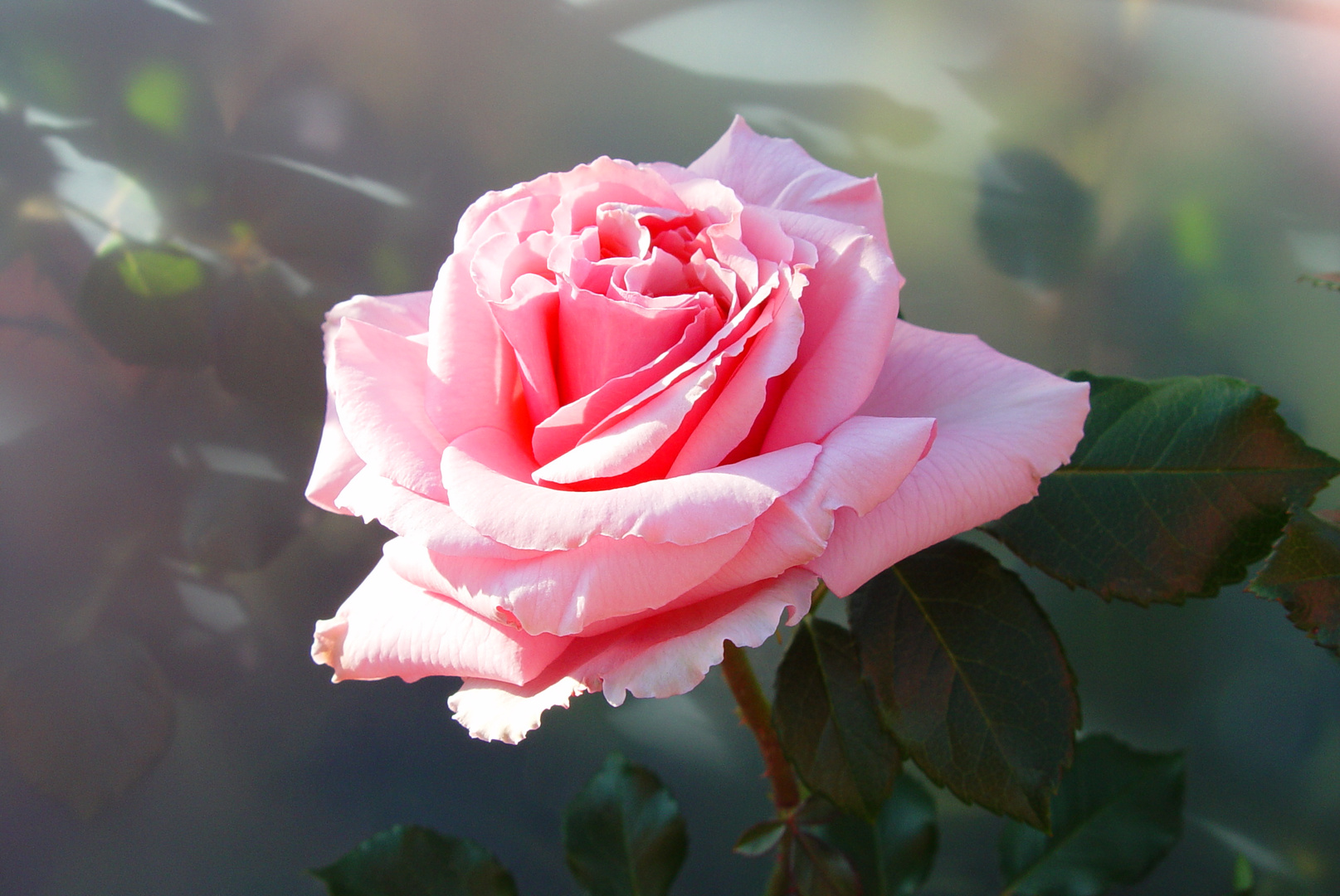 Pink Rose