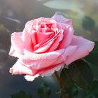 Pink Rose