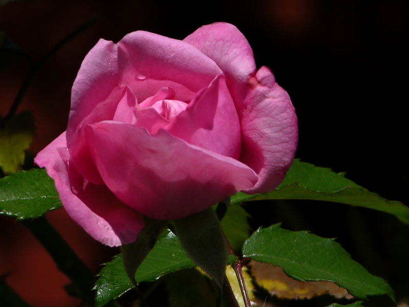 Pink Rose