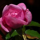 Pink Rose