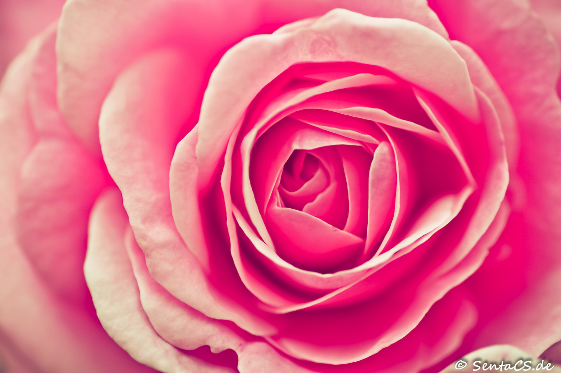 Pink Rose