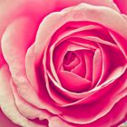 Pink Rose