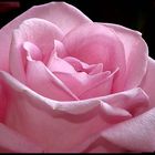 Pink rose