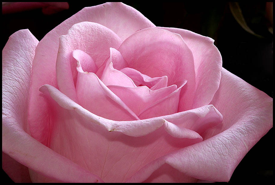 Pink rose