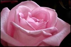 Pink rose