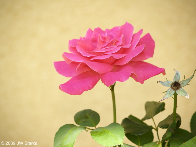 Pink Rose