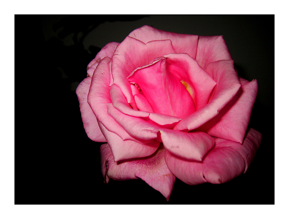 Pink rose