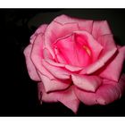 Pink rose