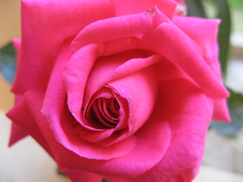 Pink Rose