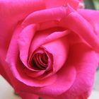 Pink Rose