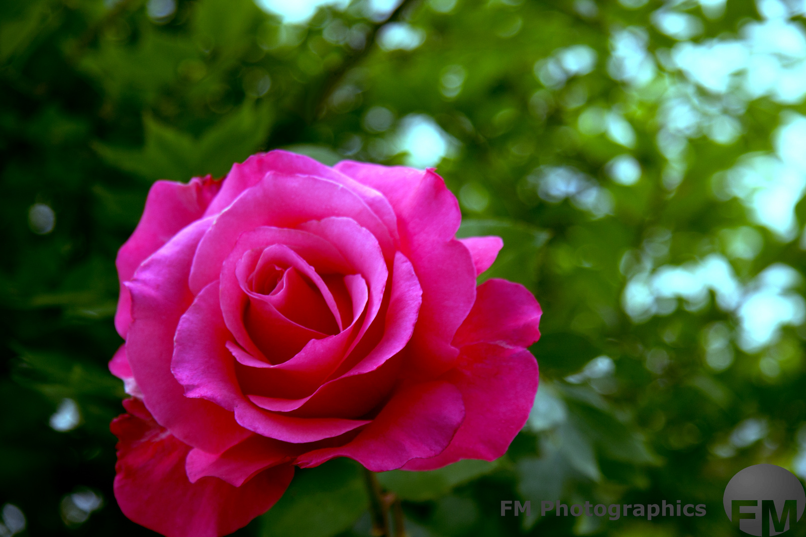 Pink Rose