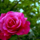 Pink Rose