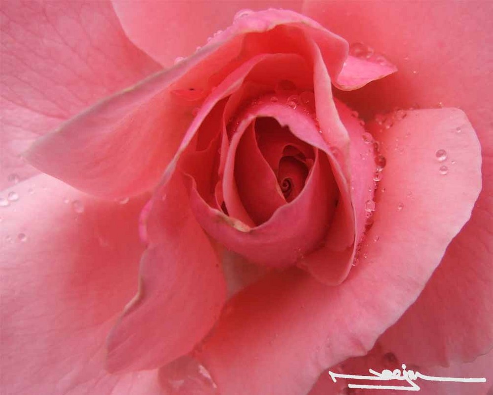 pink rose