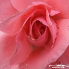 pink rose