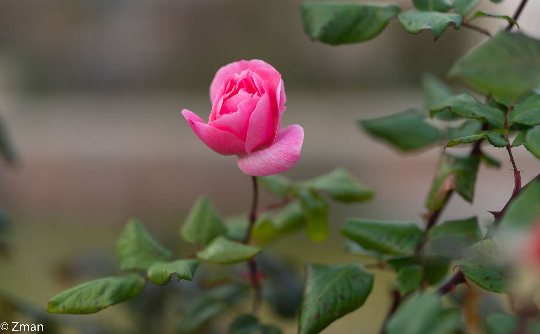 Pink Rose