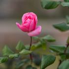 Pink Rose