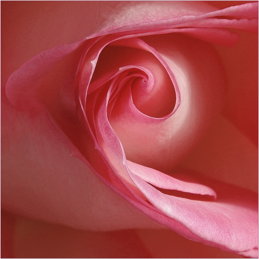 Pink Rose