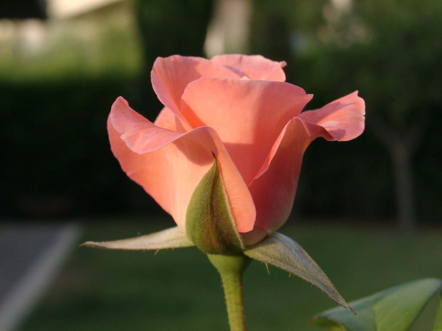 pink rose