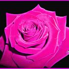 *pink rose*